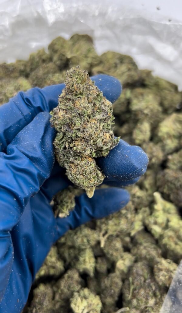 Detroit Diesel Weed