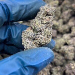 Black Cherry Funk Strain