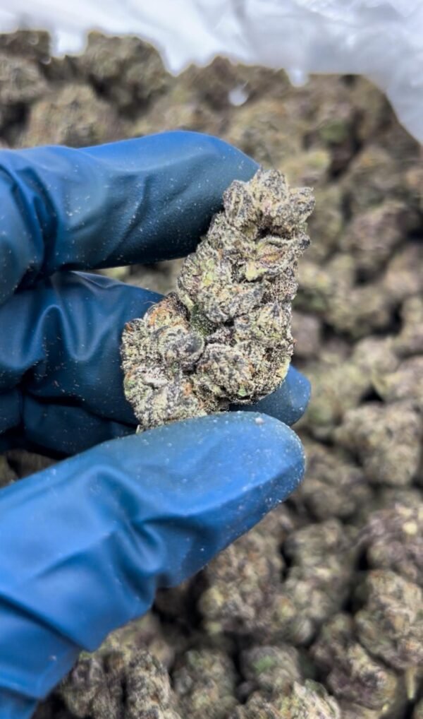 Black Cherry Funk Strain